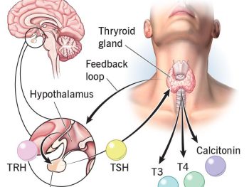 T3, T4, TSH https://medigolife.com