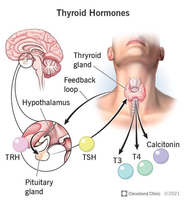 T3, T4, TSH - Dr. Lal Pathlabs